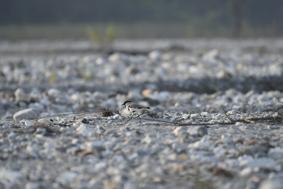 River Lapwing - ML647014416