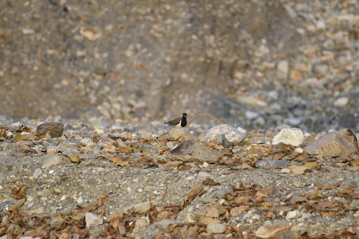 Red-wattled Lapwing - ML647014417