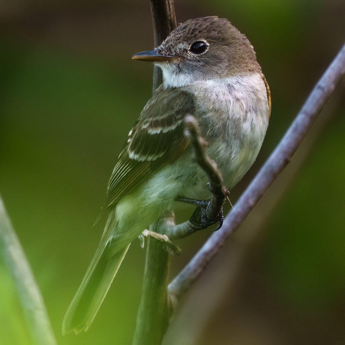 Alder Flycatcher - ML647014418