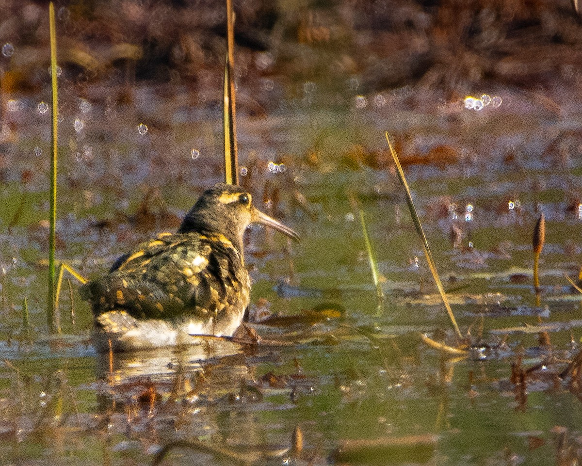 Greater Painted-Snipe - ML647014419