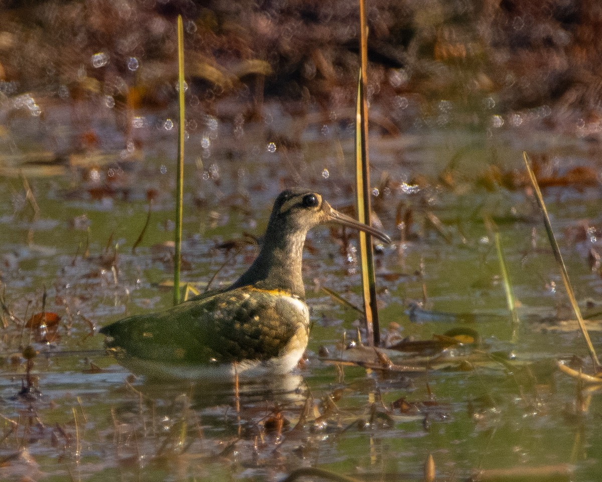 Greater Painted-Snipe - ML647014420