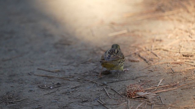 Masked Bunting - ML647014433