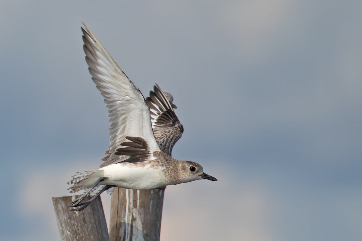 Black-bellied Plover - ML647014440