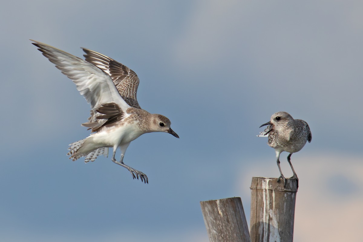 Black-bellied Plover - ML647014441