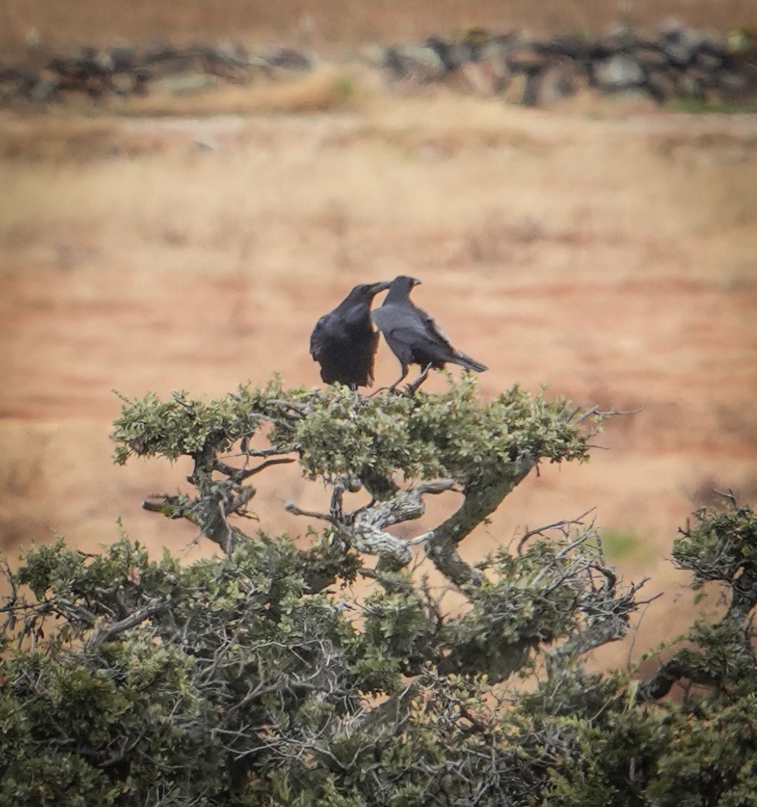 Corvo imperiale - ML647014452