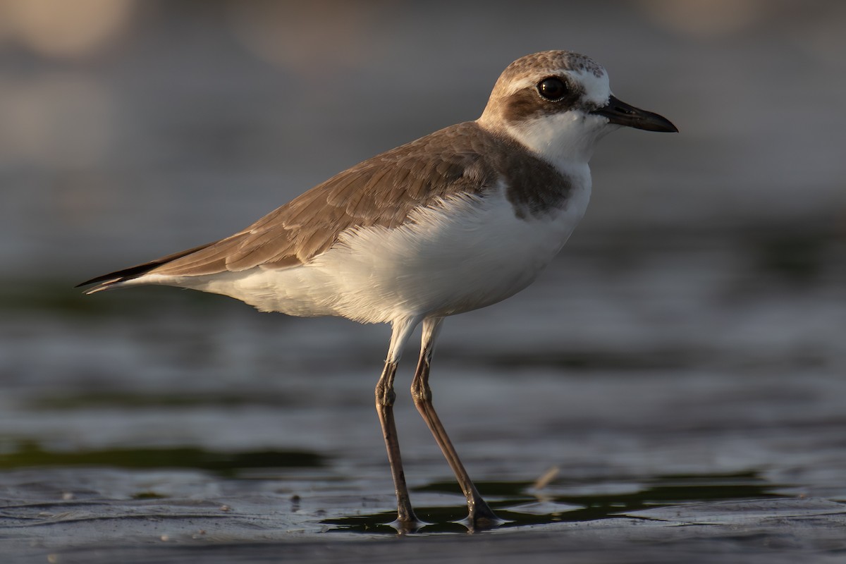 Пісочник товстодзьобий - ML647014454