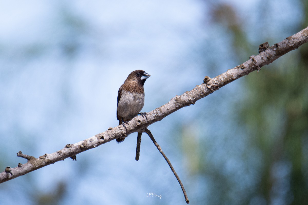 Мунія гострохвоста - ML647014455