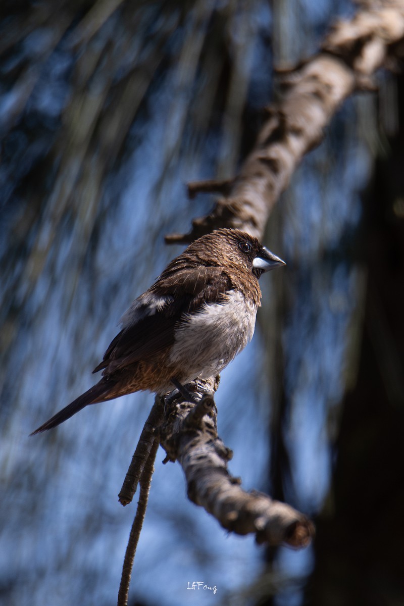 Мунія гострохвоста - ML647014456