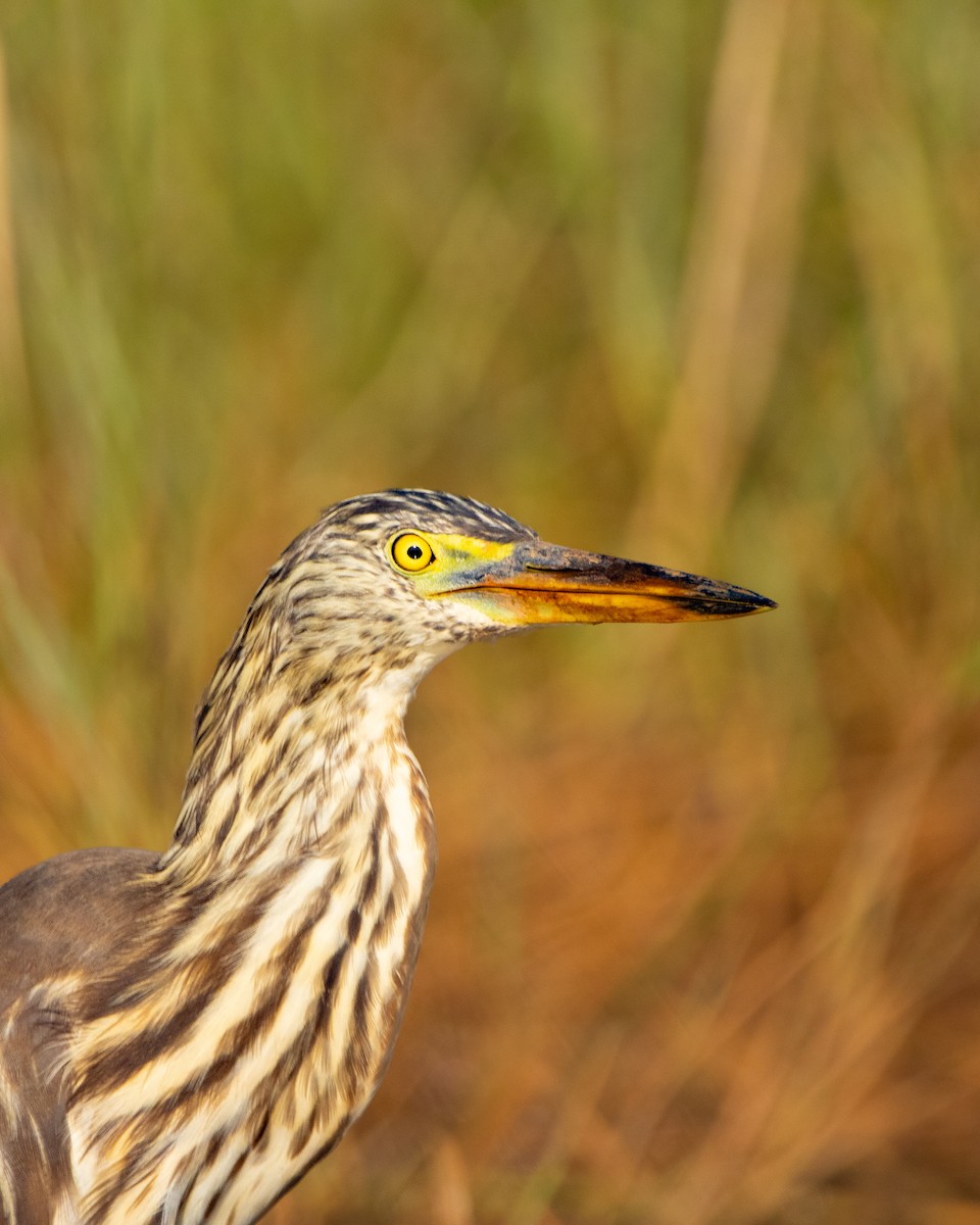 Чапля індійська - ML647014457