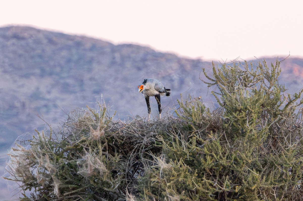 Secretarybird - ML647014458
