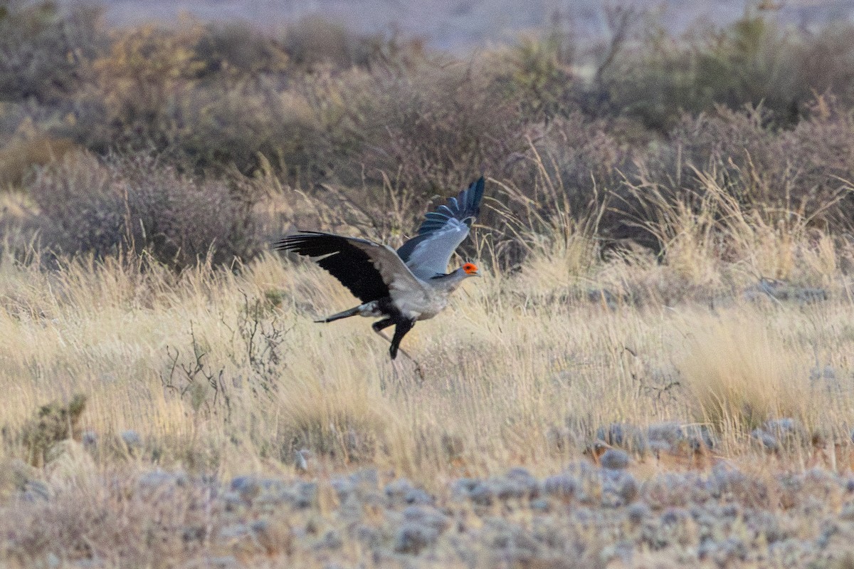 Secretarybird - ML647014459