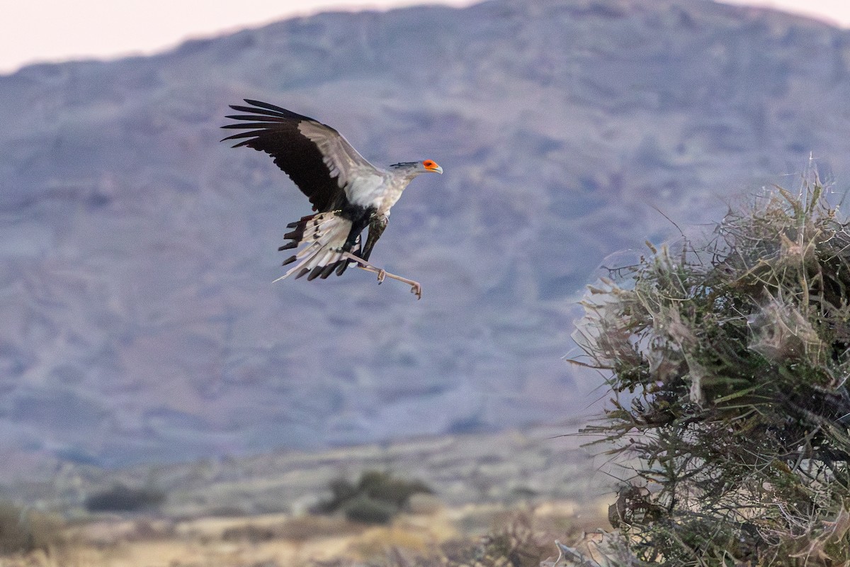 Secretarybird - ML647014460
