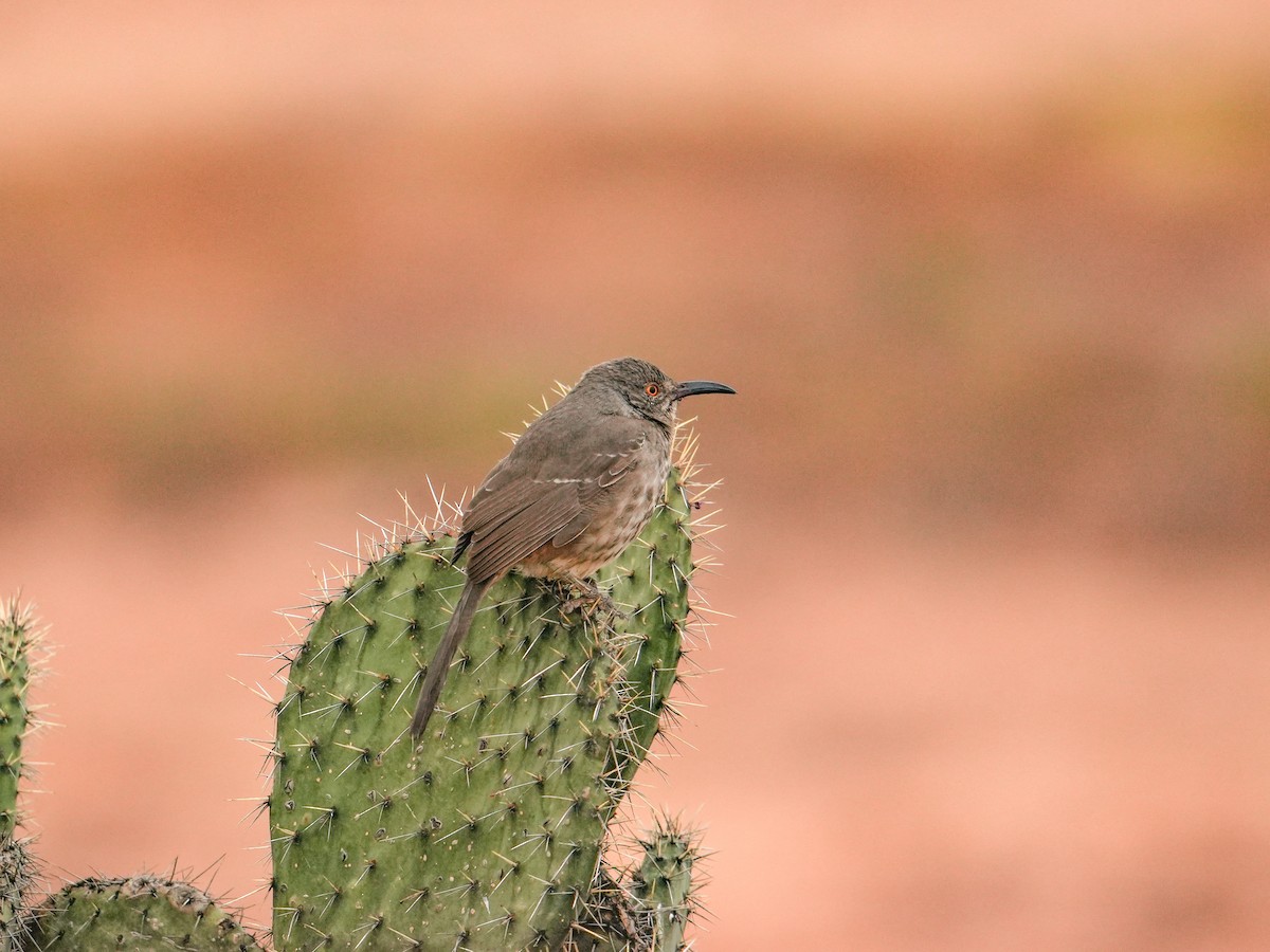 Тремблер бурий - ML647014461