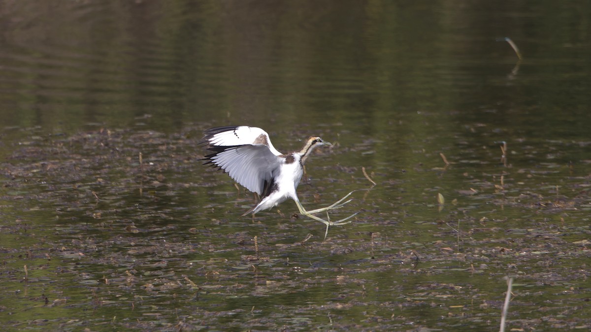 Якана довгохвоста - ML647014462