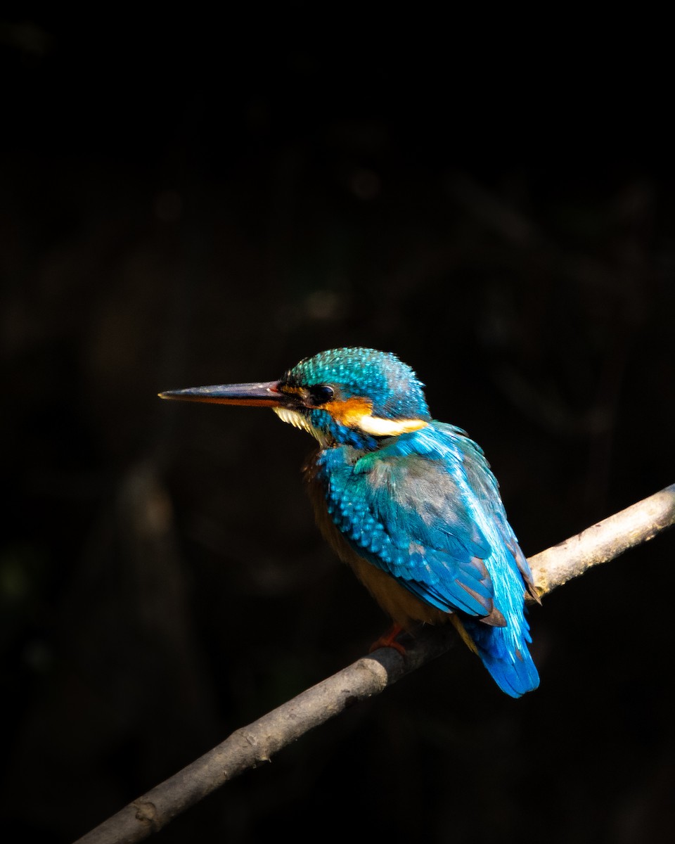 Рибалочка блакитний - ML647014463