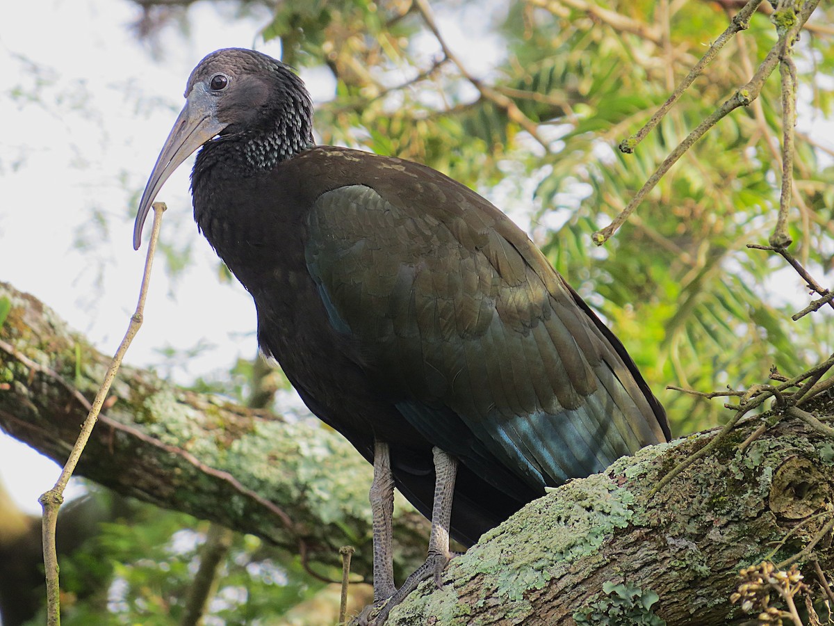 Ібіс каєнський - ML647014466