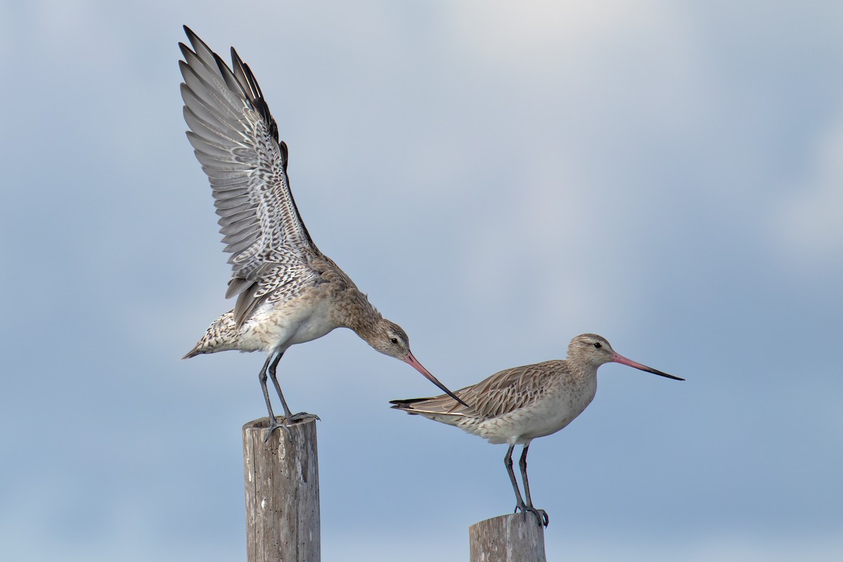 Грицик малий - ML647014467