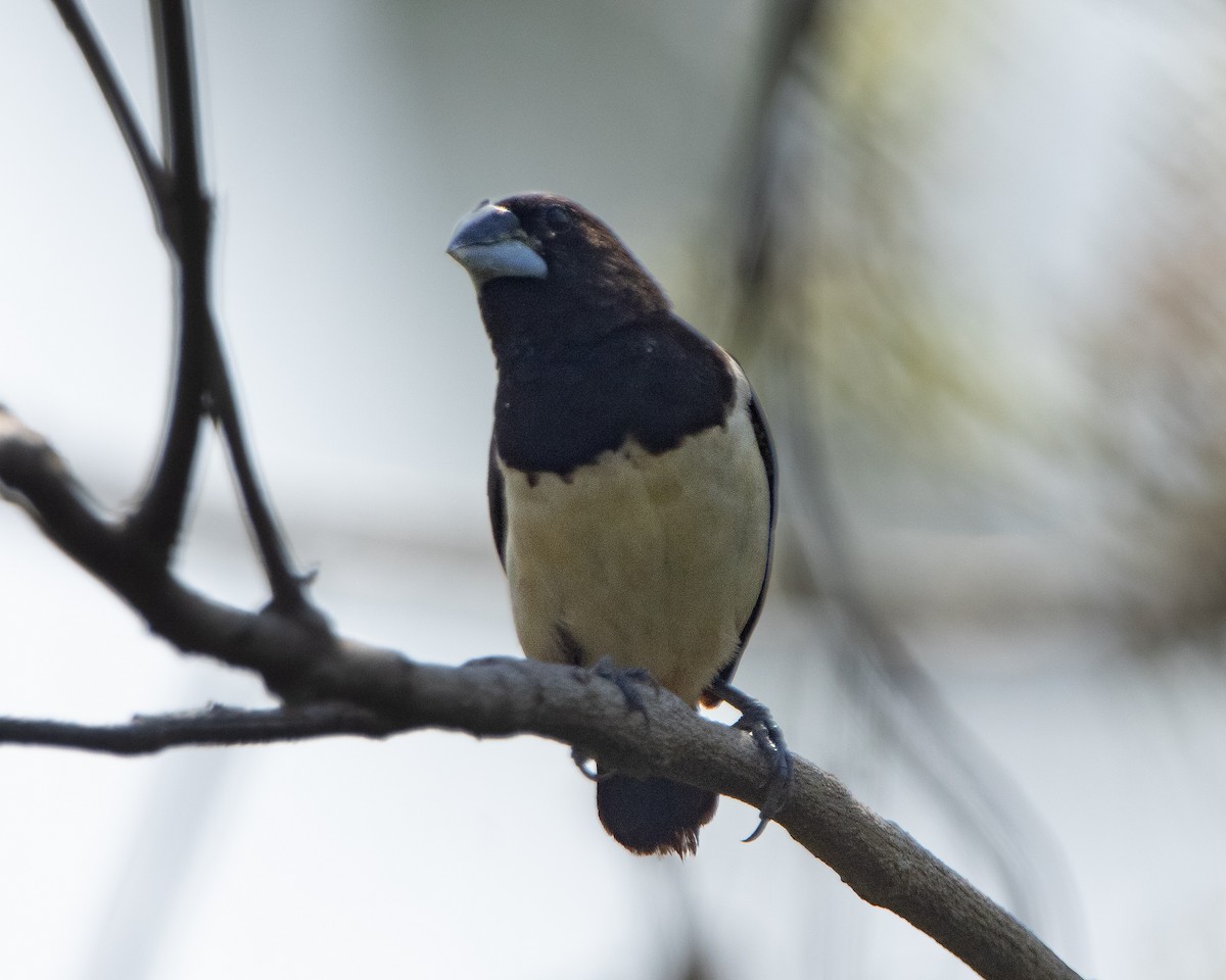 Мунія гострохвоста - ML647014469