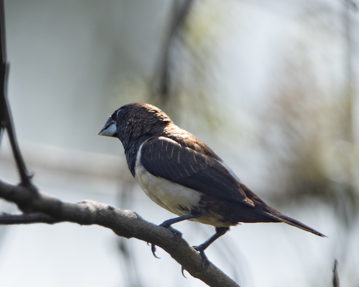 Мунія гострохвоста - ML647014470