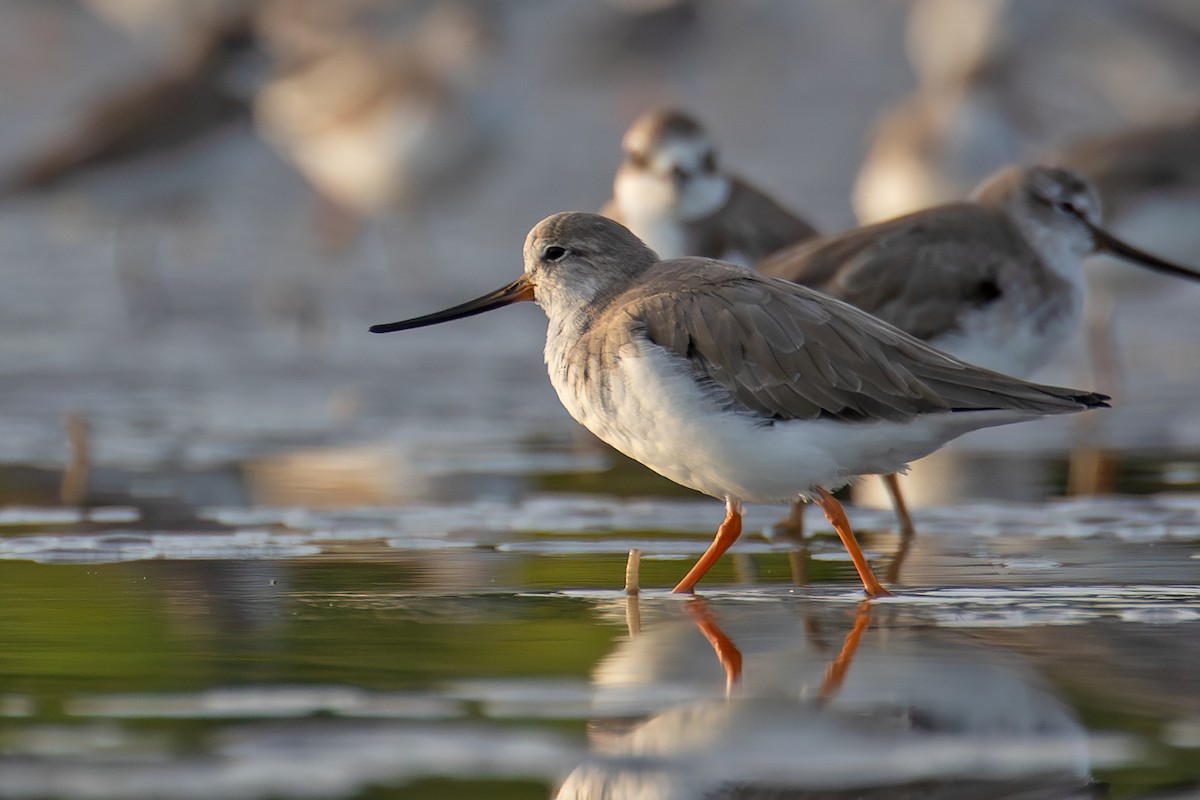 Мородунка - ML647014471