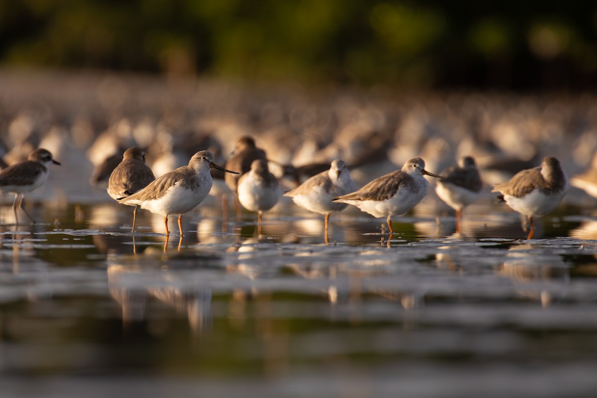 Мородунка - ML647014472