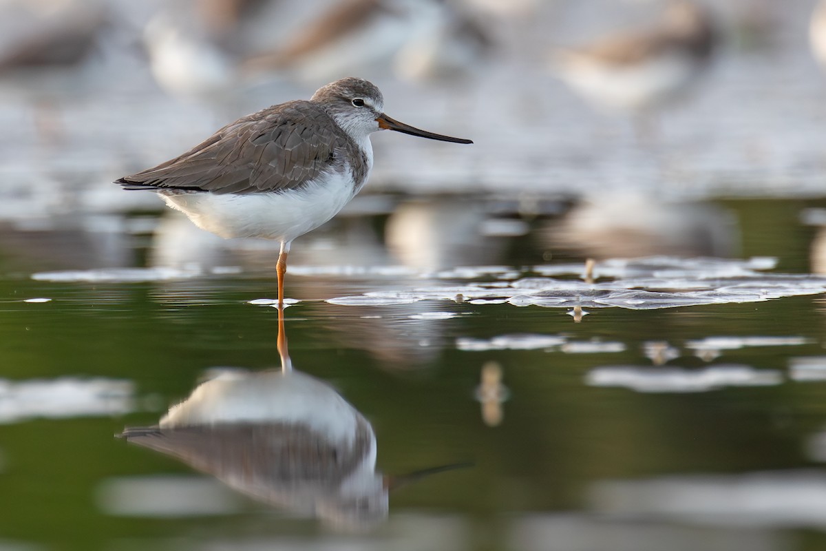 Мородунка - ML647014473