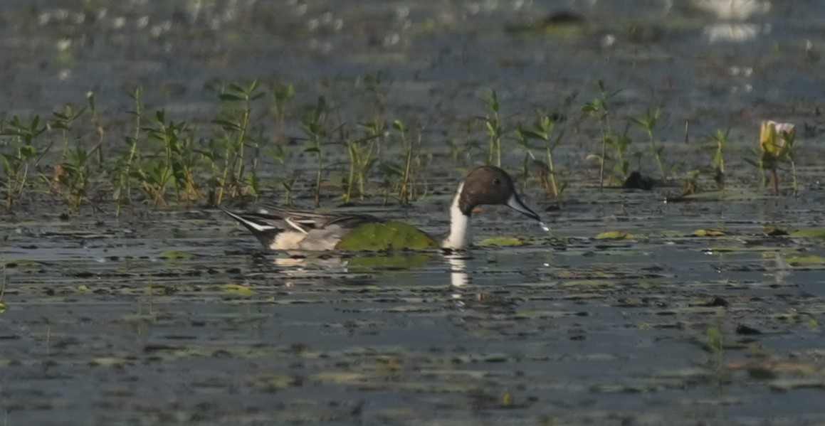 Шилохвіст північний - ML647014474