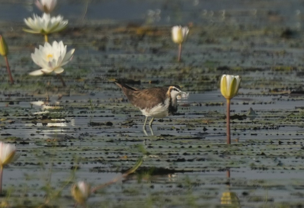 Якана довгохвоста - ML647014479