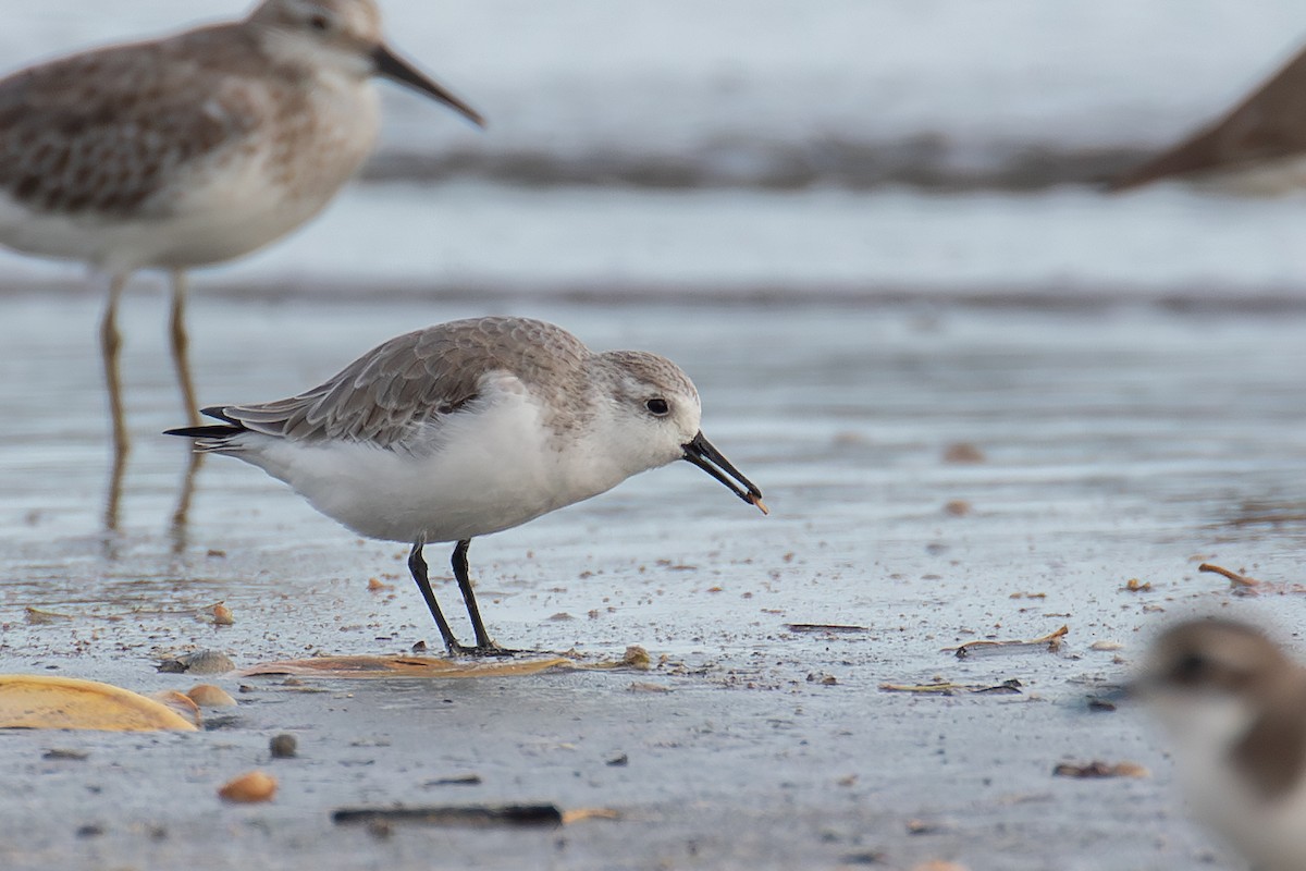 Песчанка - ML647014480