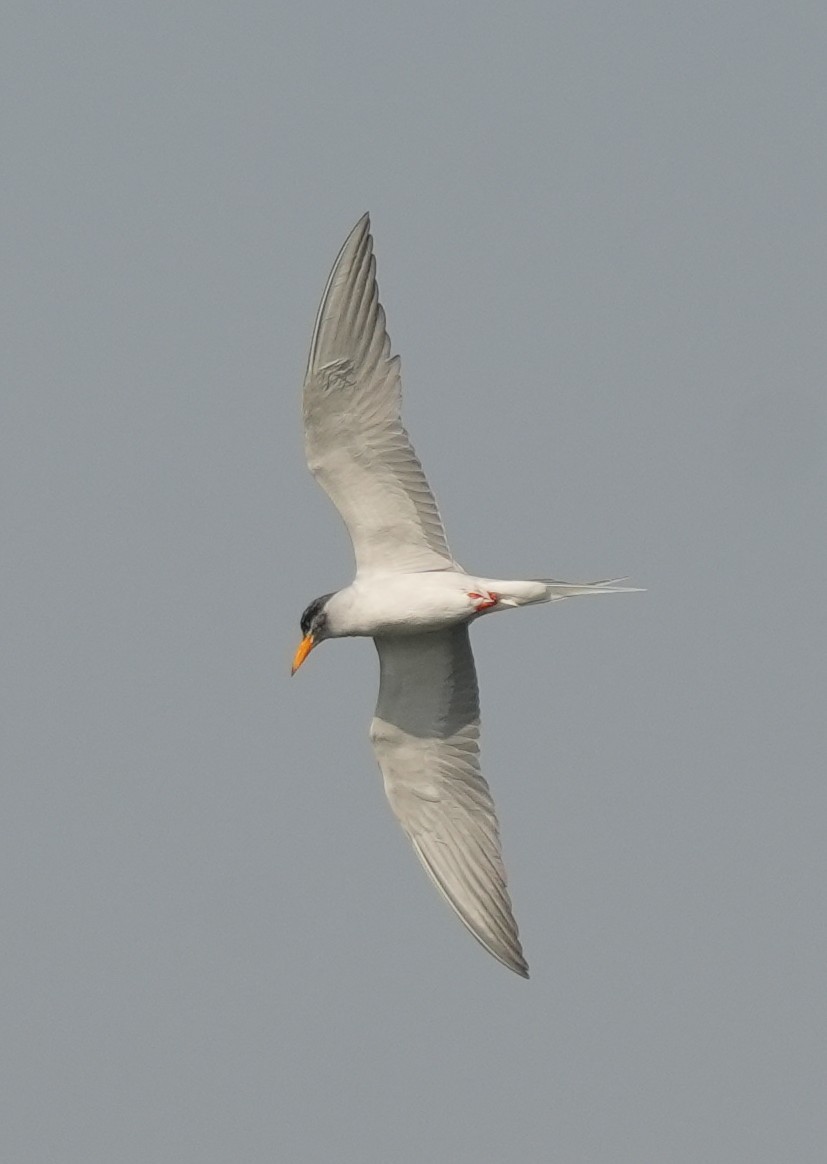 Крячок індійський - ML647014481