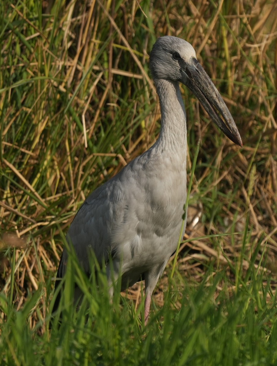 Asian Openbill - ML647014482