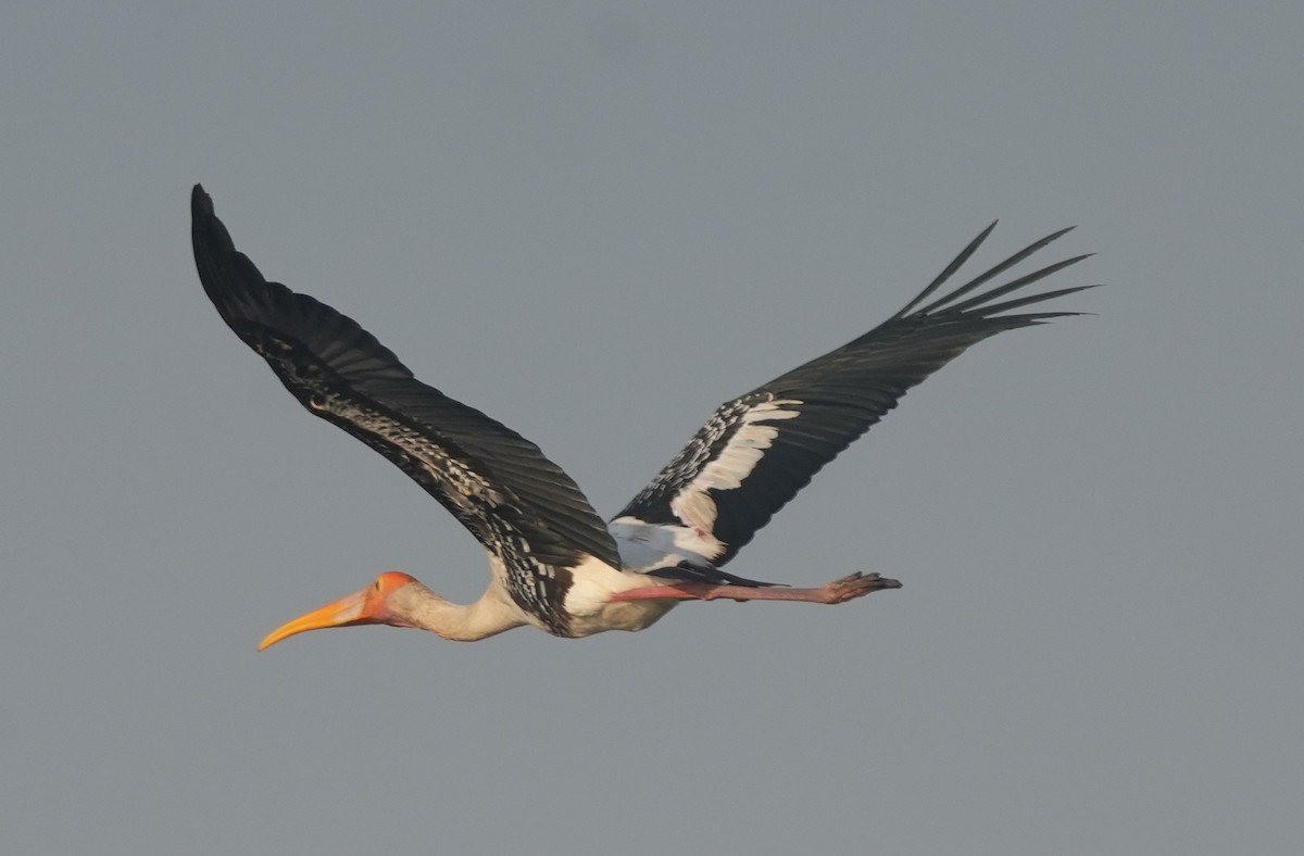 Лелека-тантал індійський - ML647014483