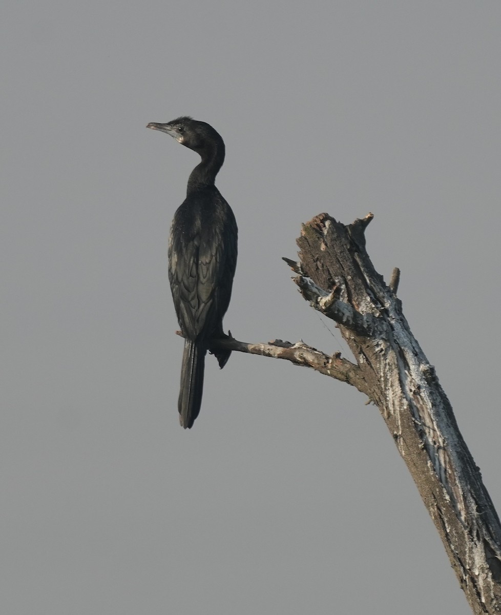 Баклан яванський - ML647014485
