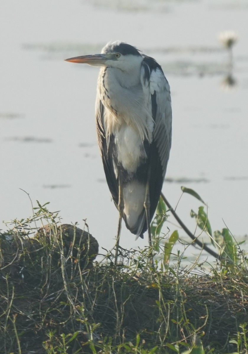 Чапля сіра - ML647014486