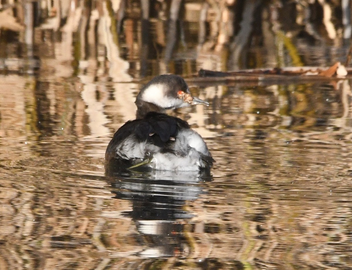 Eared Grebe - ML647014497
