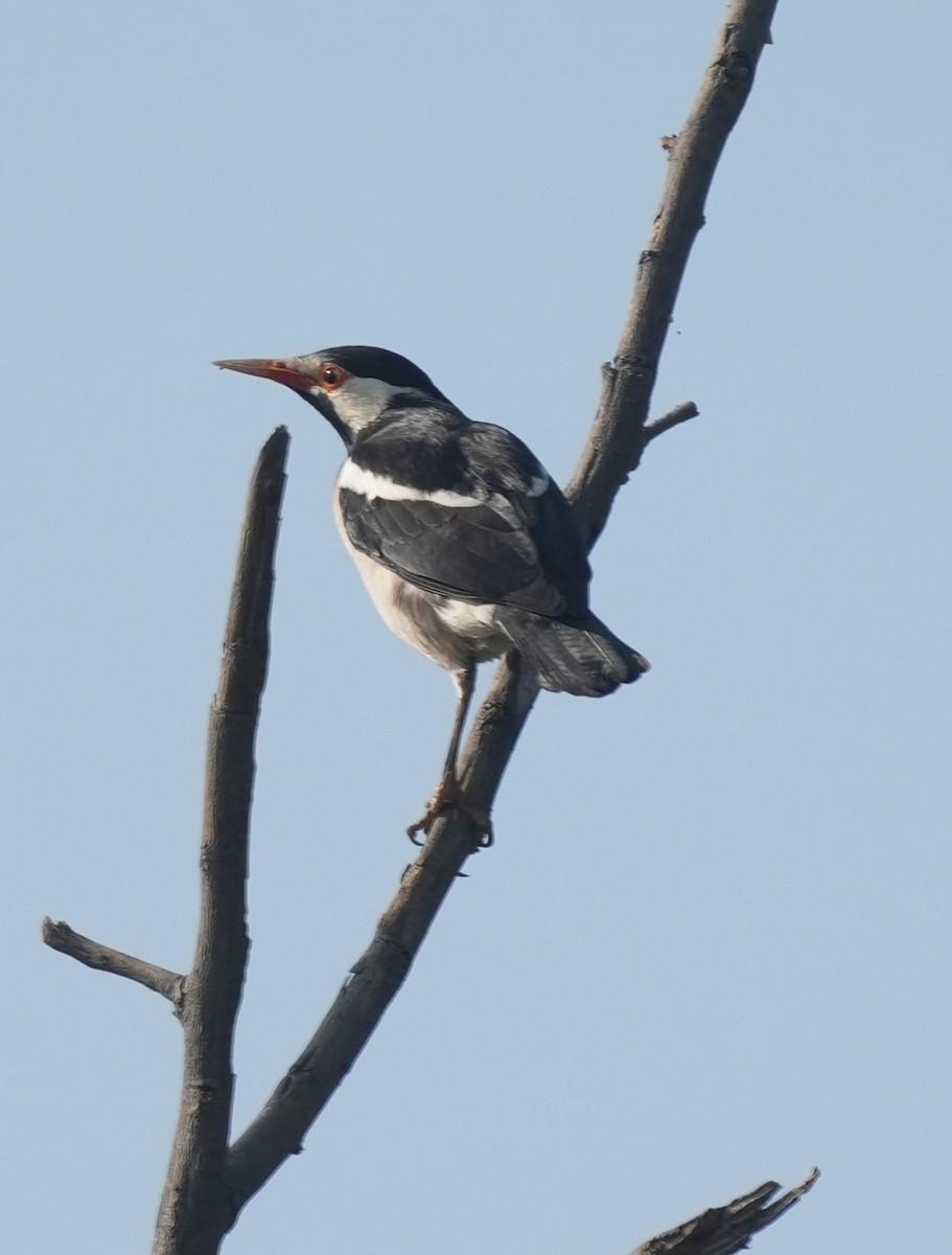 Indian Pied Starling - ML647014509