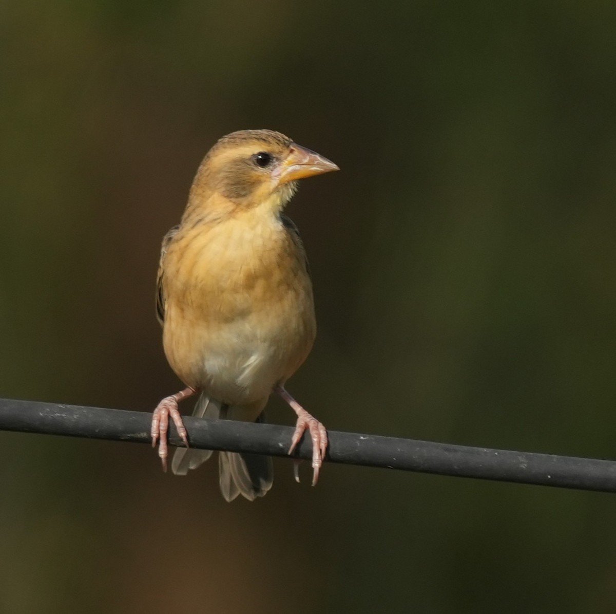 Baya Weaver - ML647014516