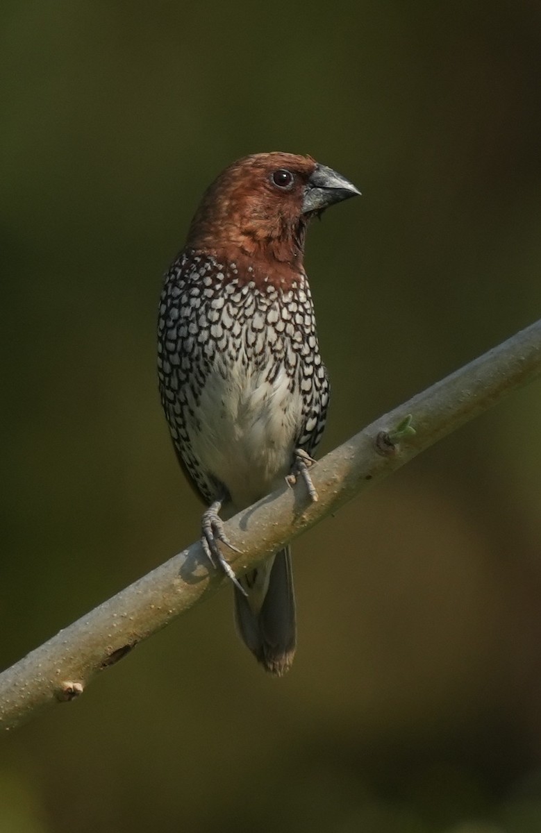 Scaly-breasted Munia - ML647014518
