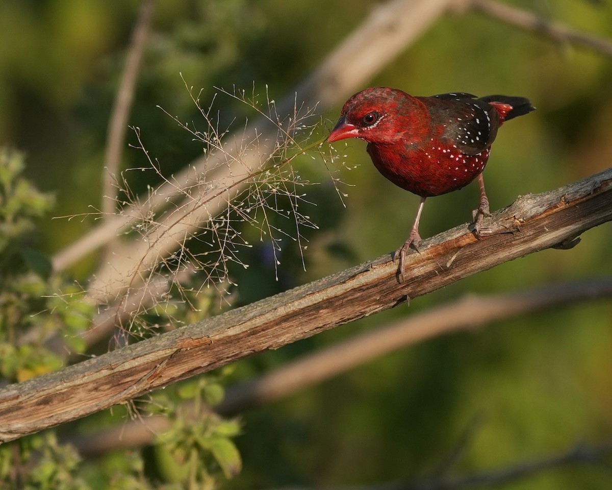 Red Avadavat - ML647014519