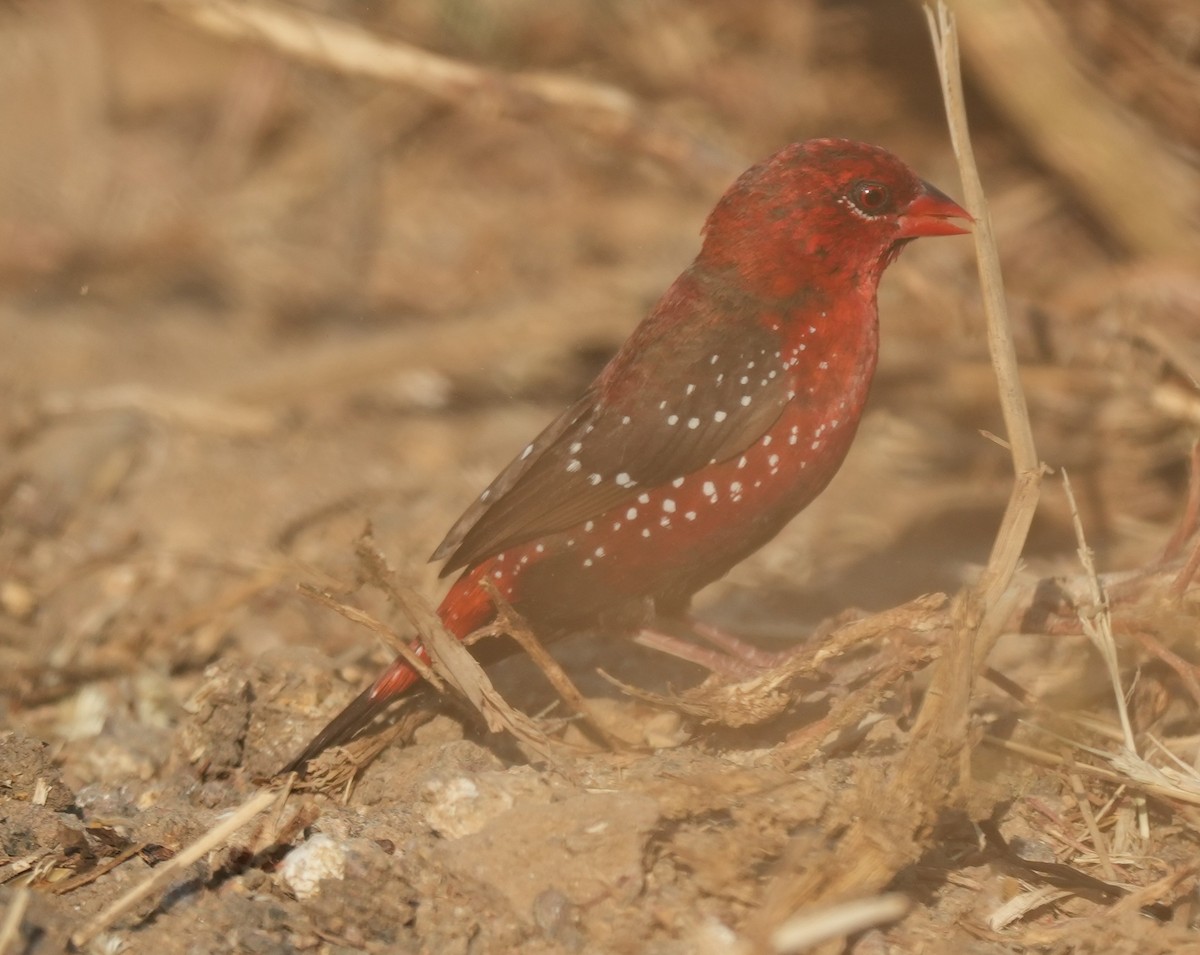 Red Avadavat - ML647014520