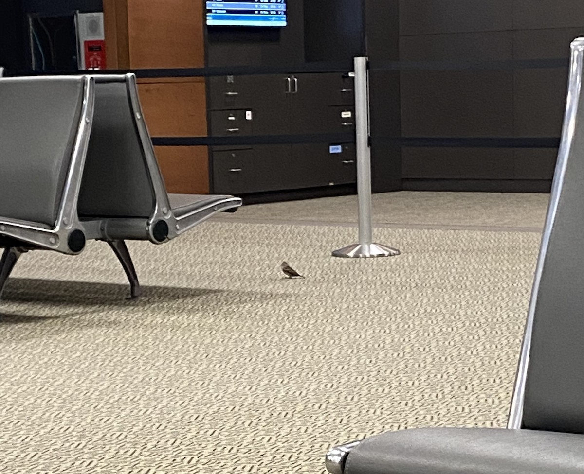 House Sparrow - ML647014534