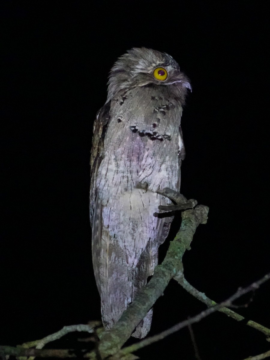 Mexikotagschläfer - ML647014535