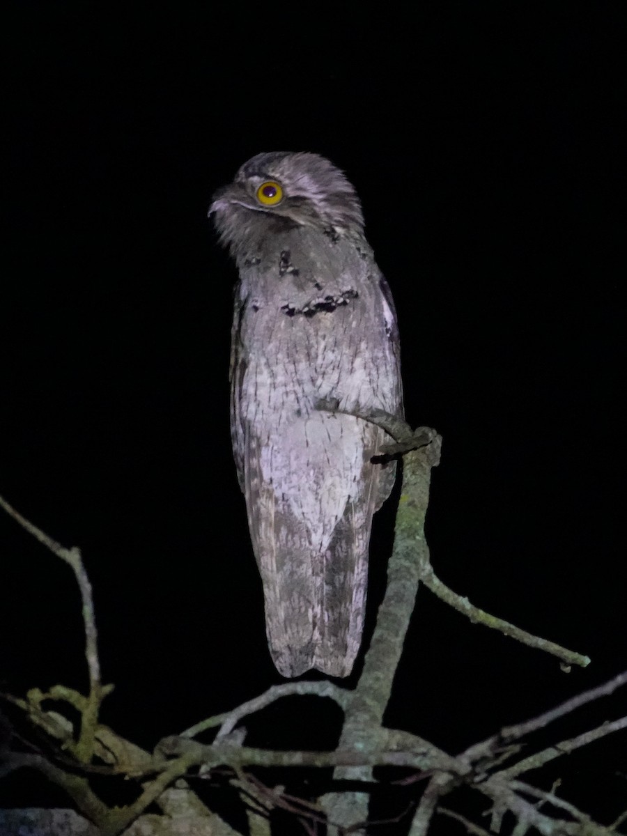 Mexikotagschläfer - ML647014536