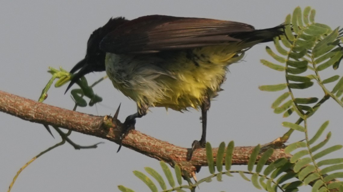 Purple-rumped Sunbird - ML647014537