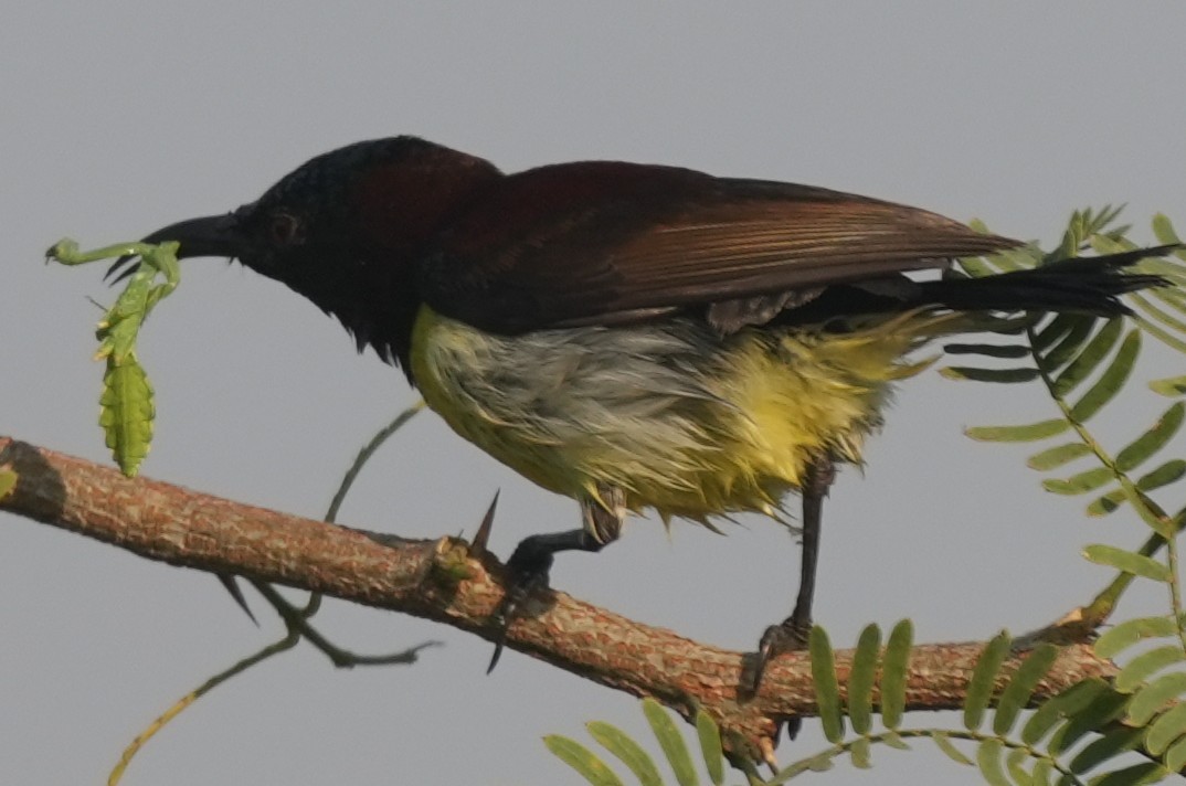 Purple-rumped Sunbird - ML647014538