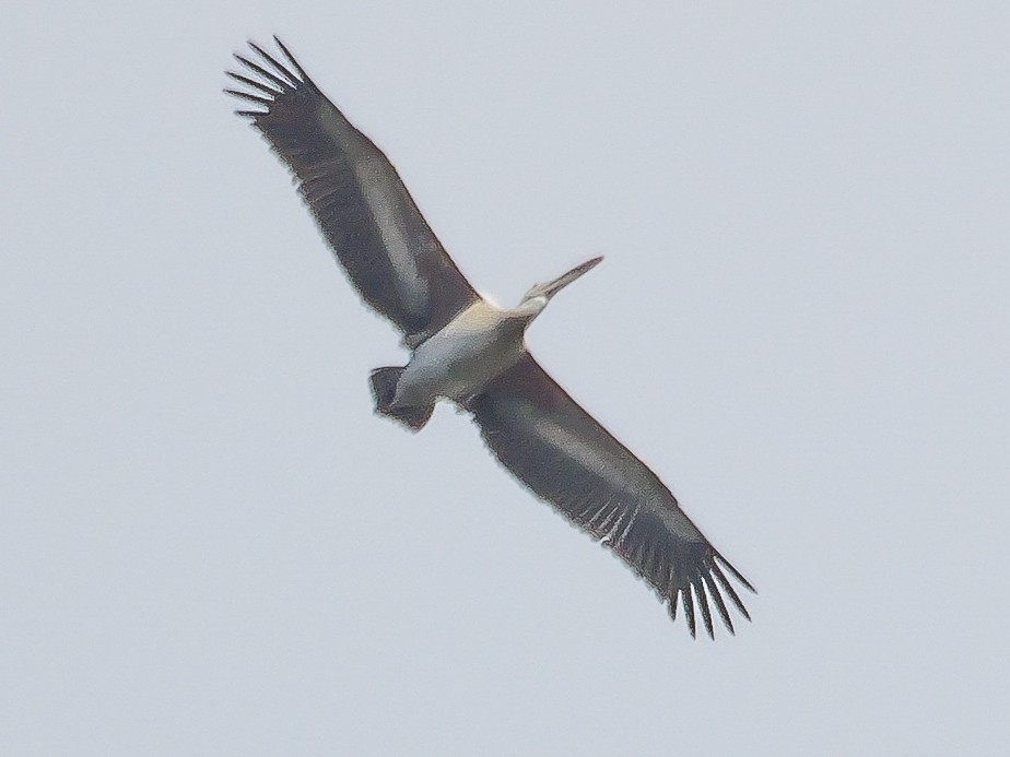 Пестроклювый пеликан - ML647014542