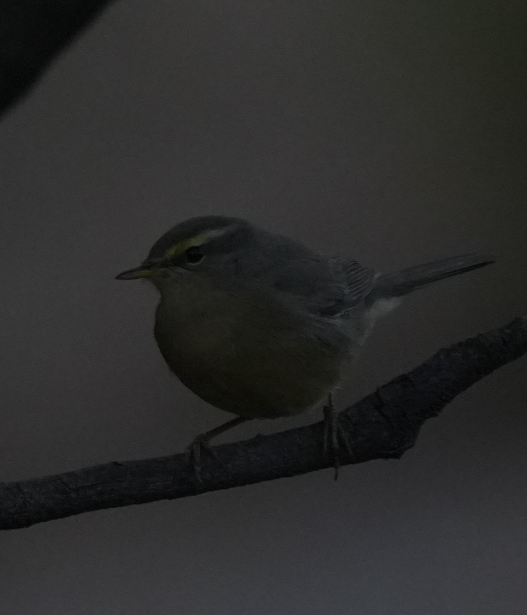 Sulphur-bellied Warbler - ML647014547