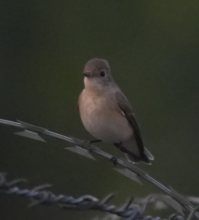 Red-breasted Flycatcher - ML647014551