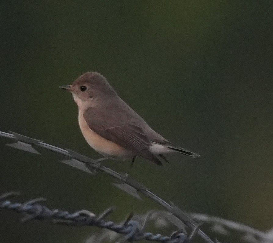 Red-breasted Flycatcher - ML647014552