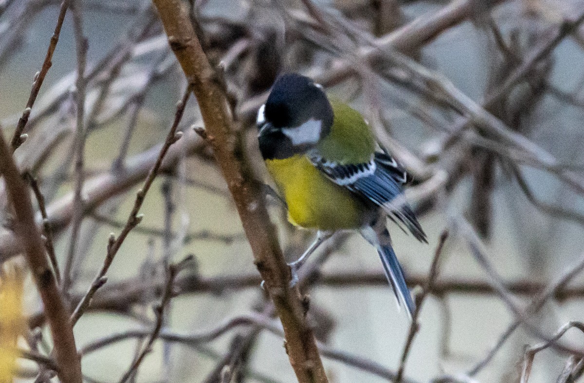 Bergkohlmeise - ML647014568